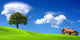 Ecological Environment Wall Decal