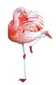 Cropping a flamingo standing on one leg Wall Decal