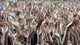 Crowd Of Music Fans Waving Their Hands Wall Mural