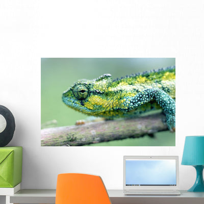 Chameleon Forests Mt Meru Wall Mural shown on a wall
