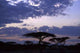 Trees Sunset Wall Decal