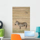 Zebra Ngorongoro Crater Tanzania Wall Mural