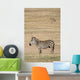 Zebra Ngorongoro Crater Tanzania Wall Mural