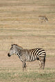 Zebra Ngorongoro Crater Tanzania Wall Mural