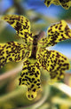 Yellow And Black Spotted Orchid Wall Mural
