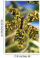 Yellow And Black Spotted Orchid Wall Mural
