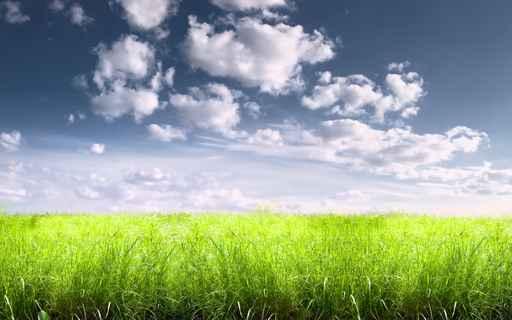 Bright Sunny Summer Meadow Wall Decal
