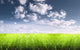 Bright Sunny Summer Meadow Wall Decal