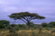 Acacia Tree Wall Decal