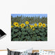 Sunflowers Wall Mural