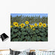 Sunflowers Wall Mural