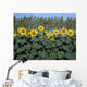 Sunflowers Wall Mural