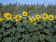 Sunflowers Wall Mural
