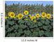 Sunflowers Wall Mural