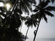 Silhouetted Man Climbing A Palm Tree To Pick Coconuts Wall Mural