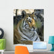 Tiger Sitting Amongst Leaves, Close Up Wall Mural