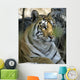 Tiger Sitting Amongst Leaves, Close Up Wall Mural