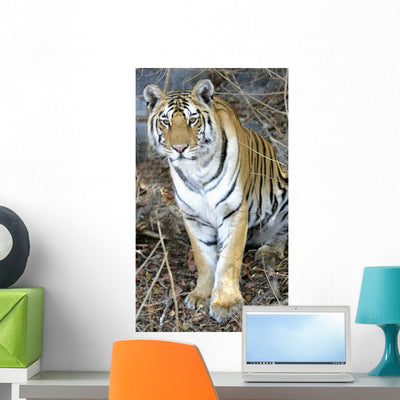 Bengal Tiger Pench National Wall Mural shown on a wall