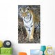 Bengal Tiger In Pench National Park Wall Mural