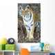 Bengal Tiger In Pench National Park Wall Mural