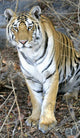 Bengal Tiger In Pench National Park Wall Mural