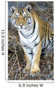 Bengal Tiger In Pench National Park Wall Mural