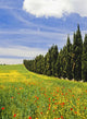 Poppies And Wild Flowers In Wheat Field Beside Line Of Cypress Trees Wall Mural