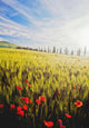 Poppies In Wheat Field At Dawn Wall Mural