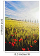 Poppies In Wheat Field At Dawn Wall Mural