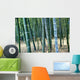 Bamboo Tree Forest, Close Up Wall Mural