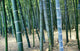Bamboo Tree Forest, Close Up Wall Mural