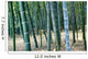 Bamboo Tree Forest, Close Up Wall Mural