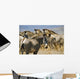 Grevy's Zebras On Savannah Wall Mural