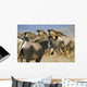 Grevy's Zebras On Savannah Wall Mural