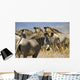 Grevy's Zebras On Savannah Wall Mural