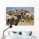 Grevy's Zebras On Savannah Wall Mural