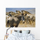 Grevy's Zebras On Savannah Wall Mural