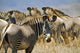 Grevy's Zebras On Savannah Wall Mural