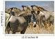 Grevy's Zebras On Savannah Wall Mural
