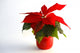 Poinsettia Wall Decal