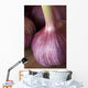 Garlic Bulbs Wall Mural