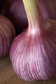 Garlic Bulbs Wall Mural