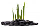 Sprouts and Stones