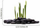 Sprouts and Stones