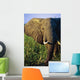 Elephant Eating Reeds On Riverbank Wall Mural