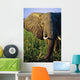 Elephant Eating Reeds On Riverbank Wall Mural