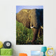 Elephant Eating Reeds On Riverbank Wall Mural