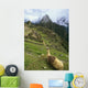 Llama At Machu Picchu Wall Mural