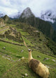 Llama At Machu Picchu Wall Mural