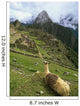 Llama At Machu Picchu Wall Mural